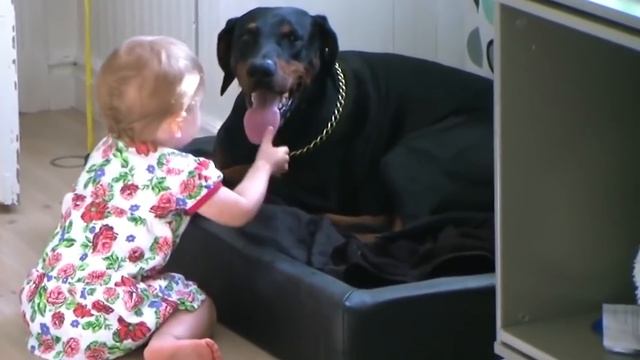 DOBERMAN Vs ROTTWEILER! What's The Best Family Guard Dog?