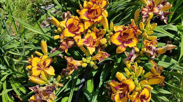 Лилейник в цвету смотреть онлайн