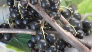 ВЕЛОЙ - сорт черной смородины. Урожайный, крупный, вкусный.