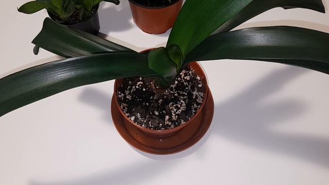 Jak pielęgnować kwiat KLIWIA#podlewanie#przesadzanie#kwitnienie# łatwa w uprawie смотреть онлайн