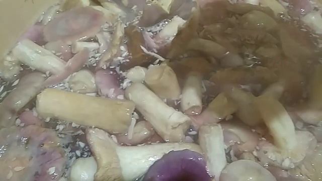 Соленые сыроежки, рецепт. смотреть онлайн