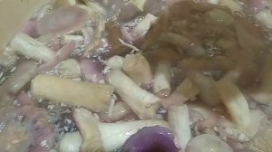 Соленые  сыроежки, рецепт.