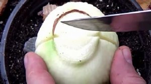 Три способа размножения Амариллиса в домашних условиях.