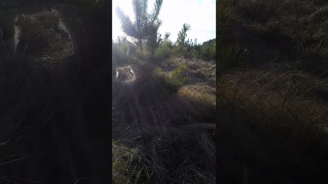 Можно ли козе давать кушать послед... смотреть онлайн