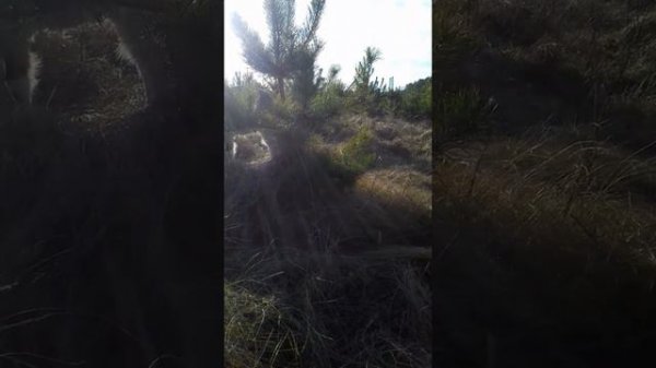 Можно ли козе давать кушать послед...