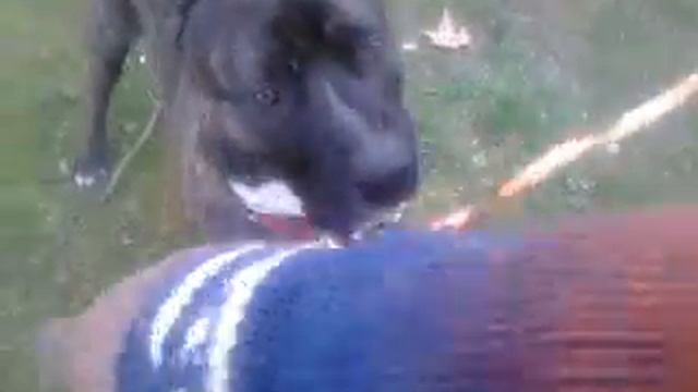 Pitbull 35 kg chakon смотреть онлайн
