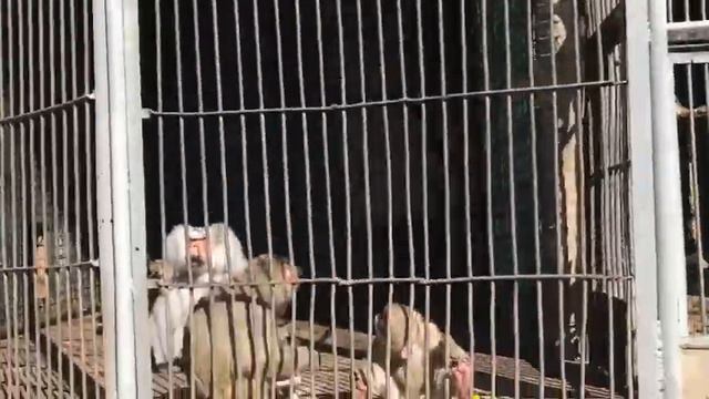 Зоопарк Ереван смотреть онлайн