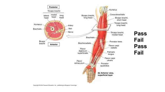 Muscles of the Upper Limb