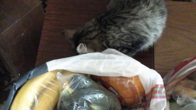 ВАСИЛИСА ПРЕКРАСНАЯ И БЕЛОЧКА БАРБИ(4) смотреть онлайн