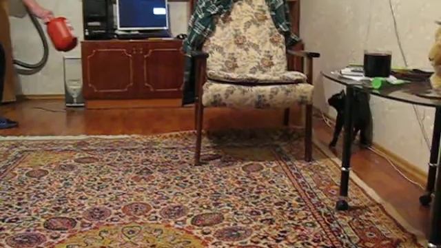 Кот закошмарился до визга и хрюканья смотреть онлайн