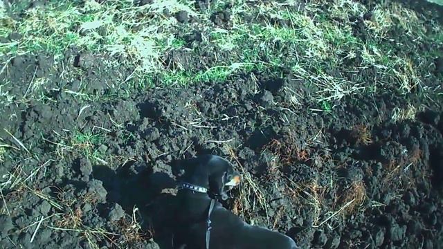 Белгаза такса и полевая мышь смотреть онлайн