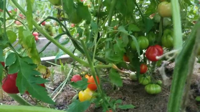 Томат ТРЮФЕЛЬ / Детерминантные сорта томатов смотреть онлайн