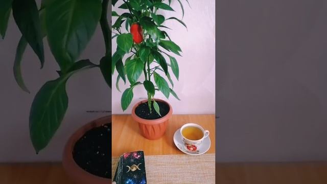 ТАРО. Как правильно вытягивать карты из колоды? смотреть онлайн
