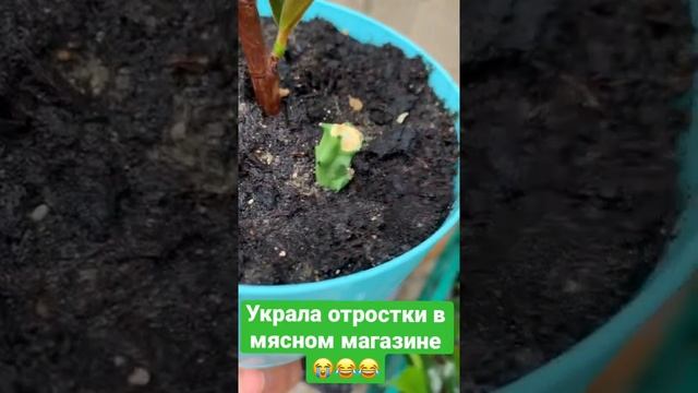 Первый раз украла отростки?? #отростки #отросток #комнатныерастения #кактус #стапелия #саженец#рек смотреть онлайн