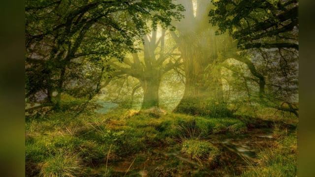 Лесные звуки для расслабления, медитации и сна. Forest sounds смотреть онлайн
