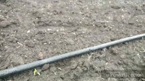 Капельный полив самотёком из бочки