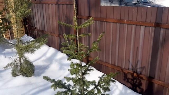 Как вырастить густые елки на даче смотреть онлайн