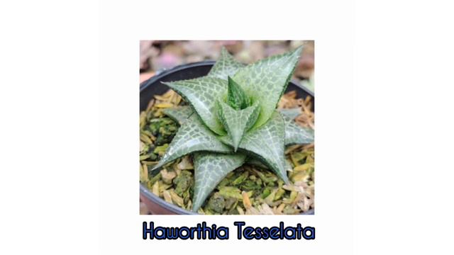 (25) Haworthia Succulent