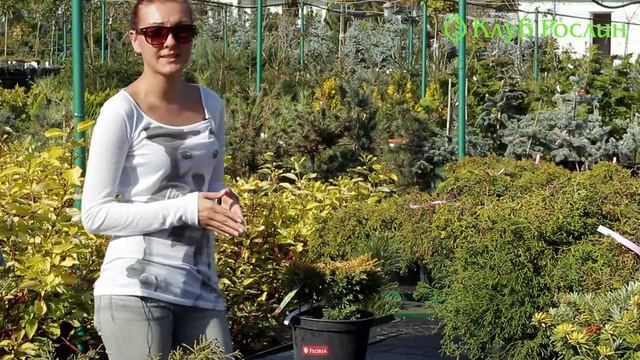 Ялівець горизонтальний Lime Glow смотреть онлайн