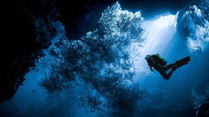 Under the Sea - A Wonderland of Colors and Creatures Зоопарк Discovery online