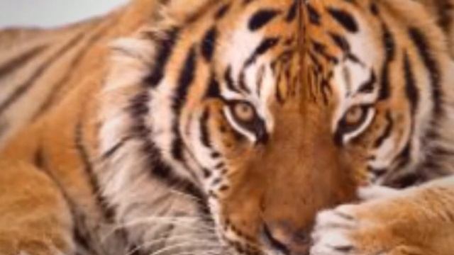 Восточный гороскоп 2022 год Год Тигра смотреть онлайн