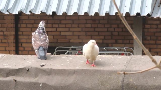 Голубь редкой масти (Пятнашек) и его подруга Белянка – весна любви (Spring Pigeon's Love 2023) смотреть онлайн