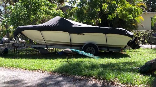 Павлины как домашние животные в Fort Lauderdale Florida район Tarpon River. Wild peacocks смотреть онлайн