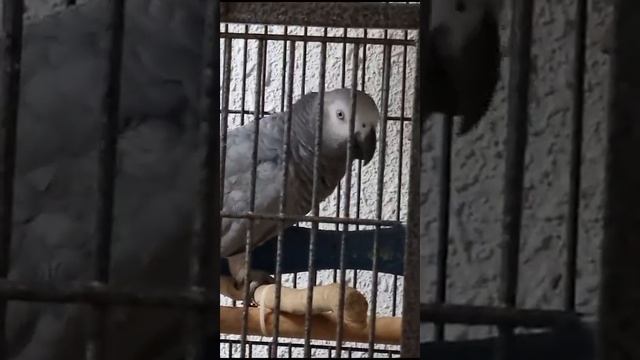 Этот собачек сегодня не гавкает... смотреть онлайн