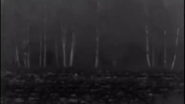 ОХОТА НА ВОЛКА НА ВАБУ. Первые волки под молотки.#охотанаволка#вабанаволка#охотанавабунаволка#Волк