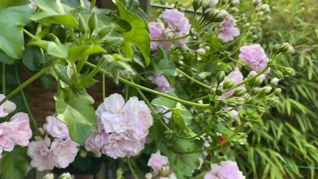 Плющелистные пеларгонии в моем саду 2023 LONDON Pelargonium Trailing Geranium смотреть онлайн