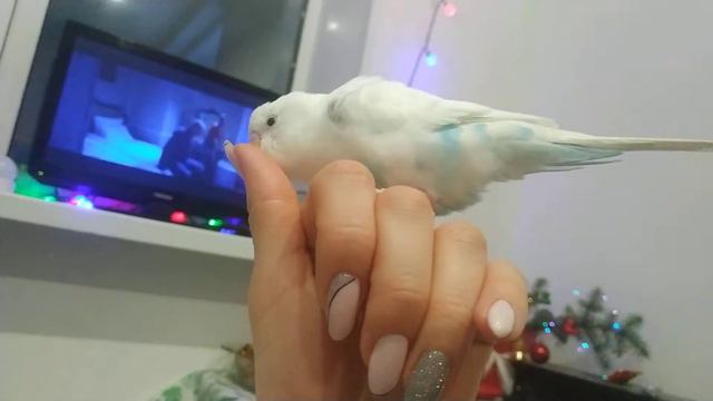 попугай говорит что он молодец) смотреть онлайн