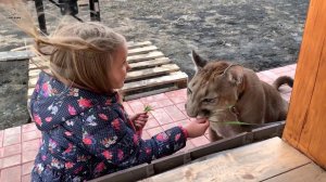 Дети кормят пуму Месси!