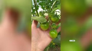 Как правильно обрезать листья томатов в теплице.