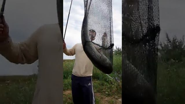 Рыбалка на Юбилейке,Толстолоб случайно попался смотреть онлайн