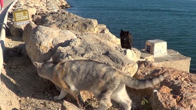 Пляжи Гандии. Коста-Бланка своим ходом. Обзор курортного города возле Валенсии. Испания осенью смотреть онлайн
