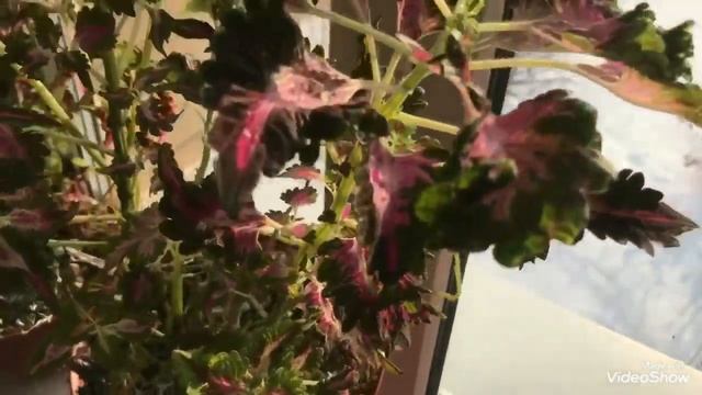 Как перезимовали мои Колеусы. Как сохранить Колеусы зимой. смотреть онлайн