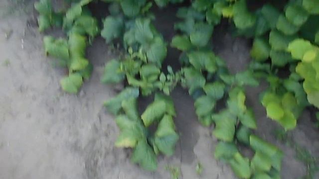 Фундук для средней полосы России Маточный куст двухлеток фундука Первенец смотреть онлайн