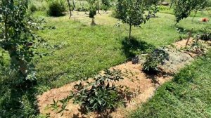 Саженцы от Ежемарины - брать или не стоит? А если не у нее, то где?