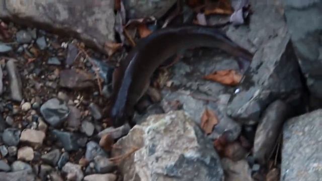 ТАКОГО УЛОВА НИКТО НЕ ОЖИДАЛ. Уха, Рыбалка на хариуса в тайге. АБВГАТ