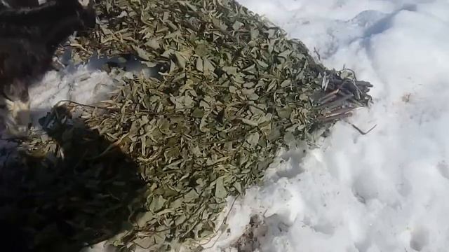 Наши козы очень любят веники смотреть онлайн