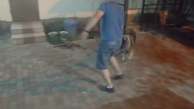 Кавказская овчарка Шейла. смотреть онлайн