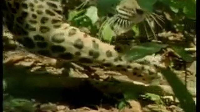Арена сражения. Дикий кабан и ягуар.wmv смотреть онлайн