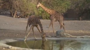 ЖИРАФ В ДЕЛЕ! ЖИРАФ против ЛЬВА! Вот на что способен Жираф.