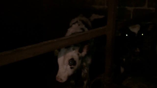 Пополнение купили маленьких Телят/Курятник/Будни в Деревне/Family в Деревне смотреть онлайн