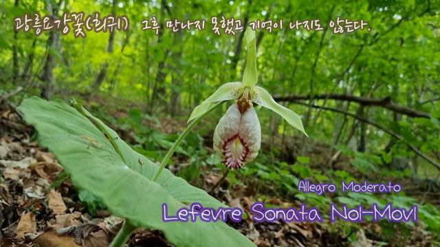 [Clarinet Sonata] #Lefevre Sonata No.1-mov1 #Jean Xavier Lefevre #광릉요강꽃(멸종위기야생식물) #오카Lee(2023.9.30) смотреть онлайн