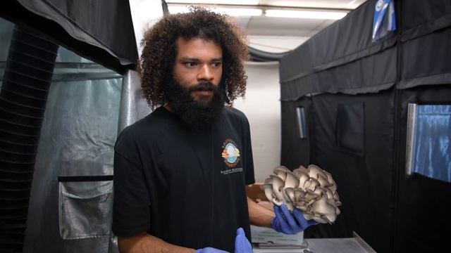 Massive Mushrooms In The Grow Tent | Southwest Mushrooms