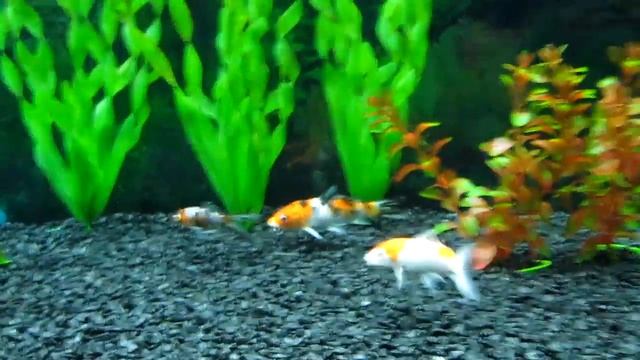 Koi and Shubunkins смотреть онлайн