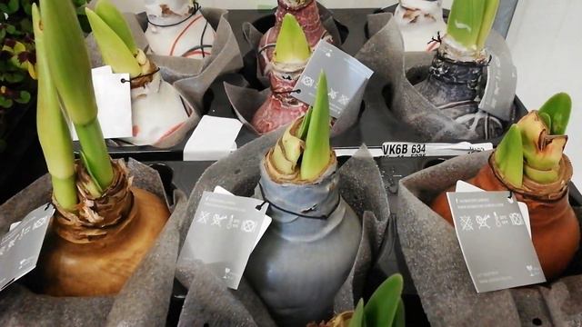 Hippeastrum NoWater Flowes смотреть онлайн