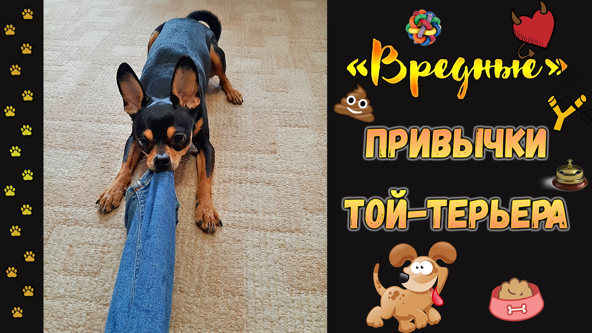 11 вредных привычек той терьера или жизнь с характерной собачкой смотреть онлайн