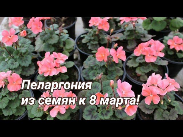 Выращивание зональной пеларгонии из семян к 8 марта. Часть 1. смотреть онлайн